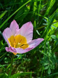 Felsentulpe (Tulipa saxatilis) in Weidach