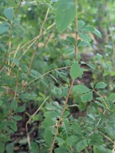 Gewöhnliche Berberitze (Berberis vulgaris) in Weidach
