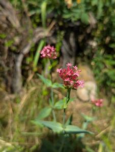 Rote Spornblume (Centranthus ruber) Raum Kasendorf, Oberfranken