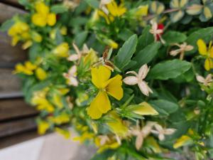 Gelbes Galmei-Stiefmütterchen (Viola calaminaria) Raum Kasendorf, Oberfranken