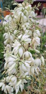 Fädige Palmlilie (Yucca filamentosa) Raum Kasendorf, Oberfranken