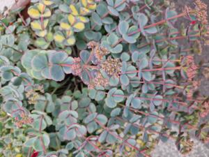 Siebold-Fetthenne (Sedum sieboldii) Raum Kasendorf, Oberfranken