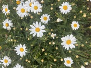Strauchmargerite (Argyranthemum frutescens) Raum Kasendorf, Oberfranken