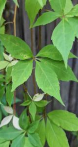 Selbstkletternde Jungfernrebe (Parthenocissus quinquefolia) Raum Kasendorf, Oberfranken