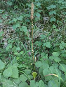 Ährige Teufelskralle (Phyteuma spicatum) in Weidach Callenberger Forst