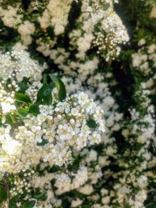 Mittelmeer-Feuerdorn (Pyracantha coccinea) in Weidach