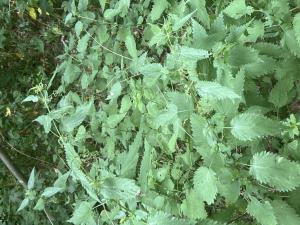 Große Brennnessel (Urtica dioica) in Döllnitz