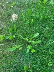 Spitz-Wegerich (Plantago lanceolata) in Seubersdorf