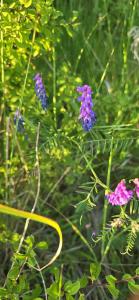 Vogel‐Wicke Raum Kasendorf