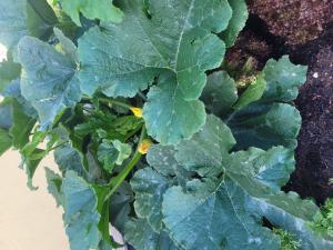 Zucchini (Cucurbita pepo) in Seubersdorf