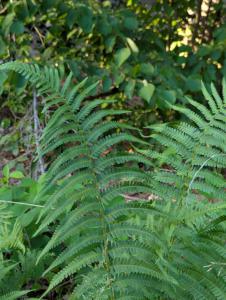 Gewöhnlicher Wurmfarn (Dryopteris filix-mas) in Weidach