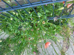 Klatsch-Mohn (Papaver rhoeas) in Seubersdorf