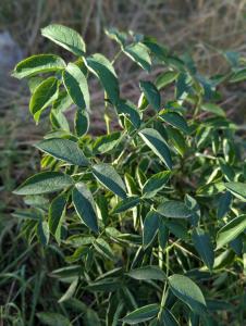 Gefiederte Pimpernuss (Staphylea pinnata) in Weidach