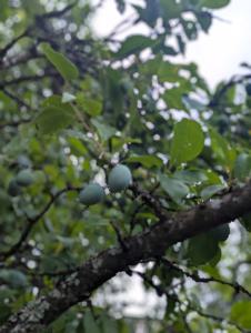 Pflaume (Prunus domestica) in Weidach