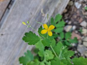Schöllkraut (Chelidonium majus) in Seubersdorf