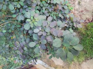 Gewöhnlicher Perückenstrauch Raum Kasendorf