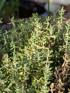 Echter Thymian (Thymus vulgaris) in Weidach