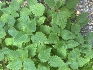 Große Brennnessel Raum Kasendorf