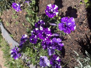 Night sky petunie (Petunia x hybrida 'Night Sky') Raum Kasendorf, Oberfranken