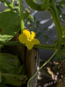 Gurke (Cucumis sativus) in Weidach