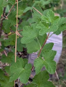 Blut-Johannisbeere (Ribes sanguineum) in Weidach