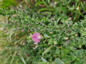 Dornige Hauhechel (Ononis spinosa) in Seubersdorf