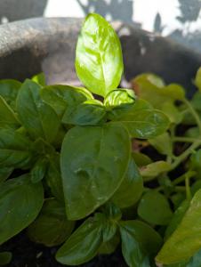 Basilikum (Ocimum basilicum) in Weidach