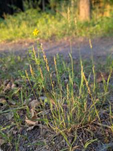 Platthalm-Rispengras (Poa compressa) in Weidach