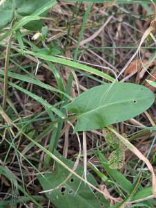 Wiesen-Sauerampfer (Rumex acetosa) in Weidach