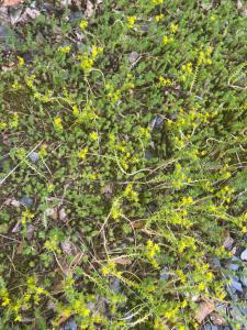Milder Mauerpfeffer (Sedum sexangulare) Raum Kasendorf, Oberfranken