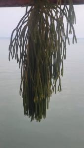 Korallenkaktus (Rhipsalis) in Seubersdorf