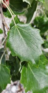 Silber-Pappel (Populus alba) Raum Kasendorf, Oberfranken