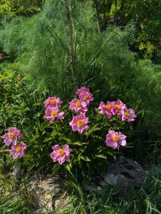 Garten-Pfingstrose (Paeonia lactiflora) in Weidach