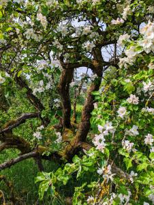 Apfel (Malus domestica) in Weidach