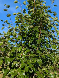 Birne (Pyrus communis) in Weidach