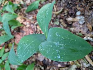 Maiglöckchen (Convallaria majalis) in Seubersdorf