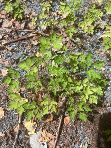 Stinkender Storchschnabel (Geranium robertianum) in Döllnitz