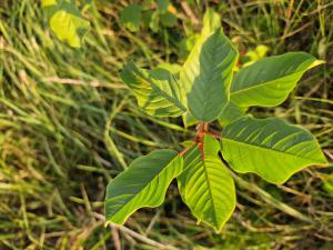 Echter Faulbaum (Frangula alnus) in Seubersdorf