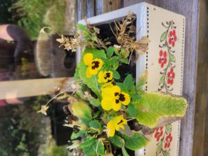 Wildes Stiefmütterchen (Viola tricolor) in Lopp
