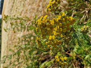 Rainfarn (Tanacetum vulgare) in Seubersdorf