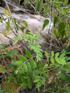 Gerber-Sumach (Cotinus coggygria) in Weidach
