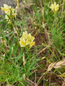 Gewöhnliches Leinkraut (Linaria vulgaris) in Seubersdorf
