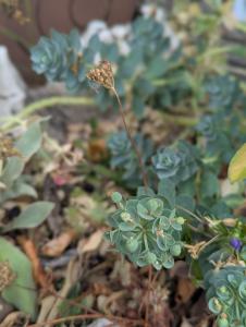 Walzen-Wolfsmilch (Euphorbia myrsinites) in Weidach