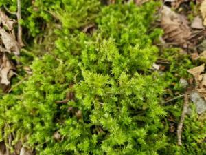 Großes Kranzmoos (Rhytidiadelphus triquetrus) Raum Kasendorf, Oberfranken