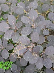 Gerber-Sumach (Cotinus coggygria) in Weidach