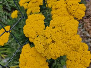 Farn-Schafgarbe (Achillea filipendulina) in Seubersdorf