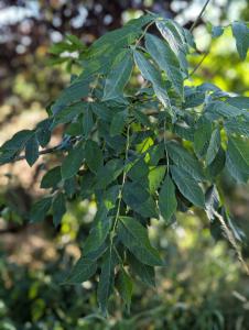 Gewöhnliche Esche (Fraxinus excelsior) in Weidach