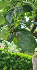 Apfel (Malus domestica) Raum Kasendorf, Oberfranken