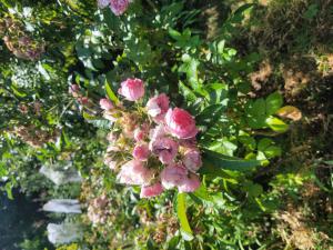 Essig-Rose (Rosa gallica) in Lopp