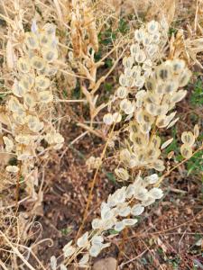 Acker-Hellerkraut (Thlaspi arvense) in Seubersdorf